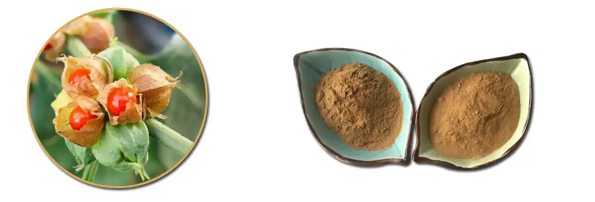 Withania Somnifera Extract AAAAA.jpg